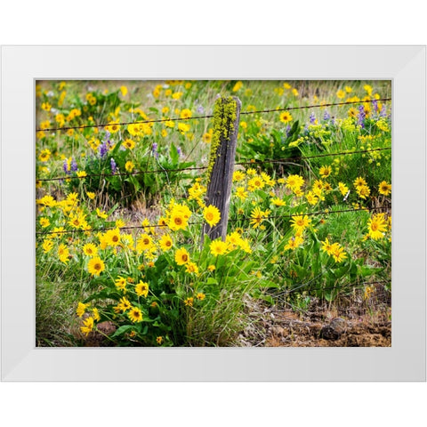 USA-Washington State Fence line with spring wildflowers White Modern Wood Framed Art Print by Eggers, Terry