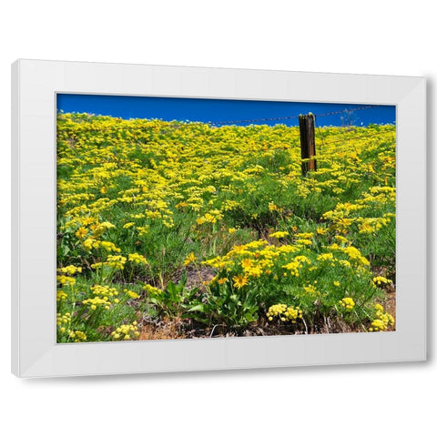 USA-Washington State Fence line and wildflowers White Modern Wood Framed Art Print by Eggers, Terry