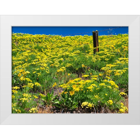 USA-Washington State Fence line and wildflowers White Modern Wood Framed Art Print by Eggers, Terry