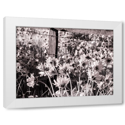 USA-Washington State Infrared capture of fence line and wildflowers White Modern Wood Framed Art Print by Eggers, Terry
