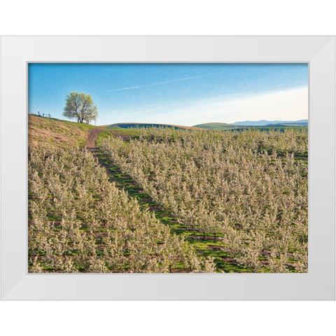 USA-Washington State Lone tree on hillside of orchard of apples White Modern Wood Framed Art Print by Eggers, Terry