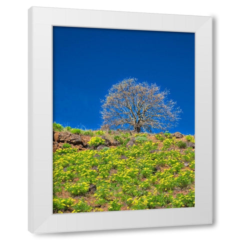 USA-Washington State Lone Tree on hillside with spring wildflowers White Modern Wood Framed Art Print by Eggers, Terry
