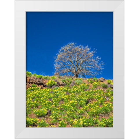 USA-Washington State Lone Tree on hillside with spring wildflowers White Modern Wood Framed Art Print by Eggers, Terry