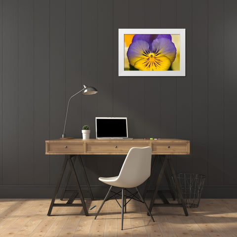 Blue yellow Garden Pansy Blooming macro-Bellevue-Washington State Cold Weather flowers White Modern Wood Framed Art Print by Perry, William