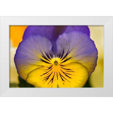 Blue yellow Garden Pansy Blooming macro-Bellevue-Washington State Cold Weather flowers White Modern Wood Framed Art Print by Perry, William