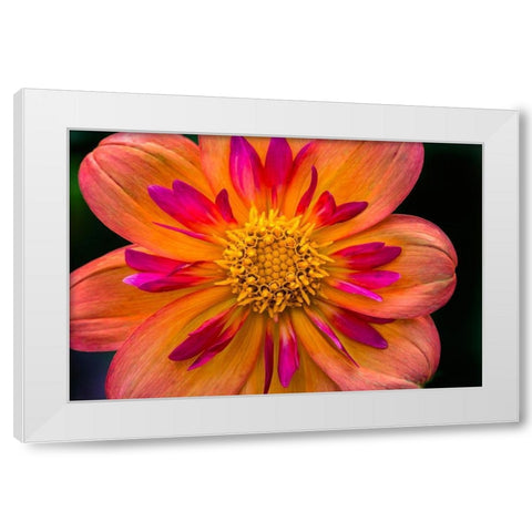 Orange pink Collarette Dahlia Blooming Dahlia named Kelsey Annie Joy White Modern Wood Framed Art Print by Perry, William