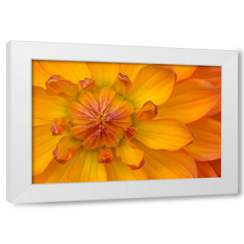 Orange yellow Waterlily Many Petals Dahlia Blooming White Modern Wood Framed Art Print by Perry, William
