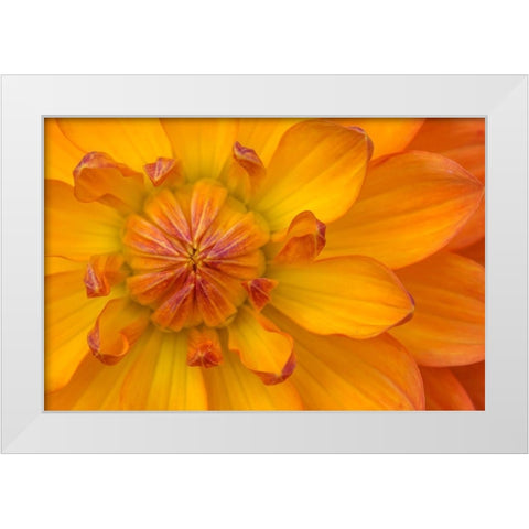 Orange yellow Waterlily Many Petals Dahlia Blooming White Modern Wood Framed Art Print by Perry, William
