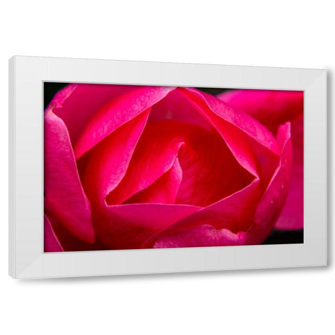 Pink Hybrid Tea Rose Blooming macro-Bellevue-Washington State White Modern Wood Framed Art Print by Perry, William