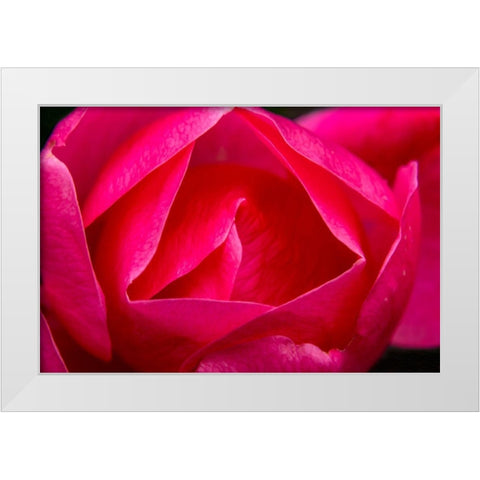 Pink Hybrid Tea Rose Blooming macro-Bellevue-Washington State White Modern Wood Framed Art Print by Perry, William