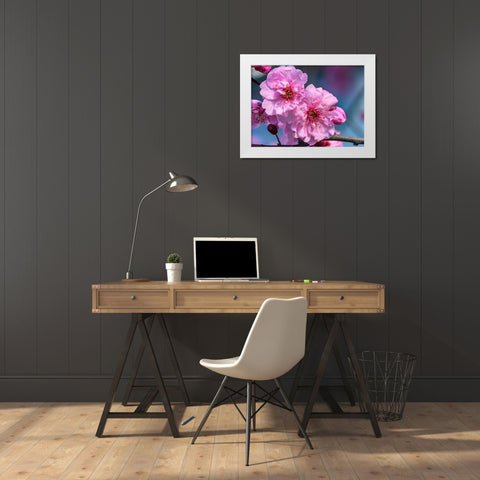 Pink peach flowering fruit tree-Bellevue-Washington State White Modern Wood Framed Art Print by Perry, William