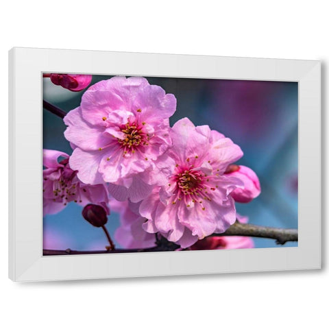 Pink peach flowering fruit tree-Bellevue-Washington State White Modern Wood Framed Art Print by Perry, William