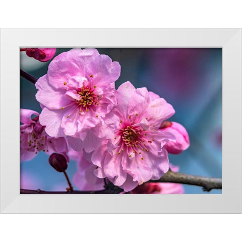 Pink peach flowering fruit tree-Bellevue-Washington State White Modern Wood Framed Art Print by Perry, William