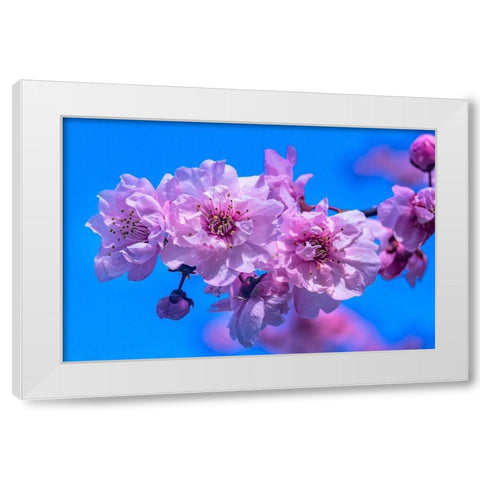 Pink peach flowering fruit tree-Bellevue-Washington State White Modern Wood Framed Art Print by Perry, William