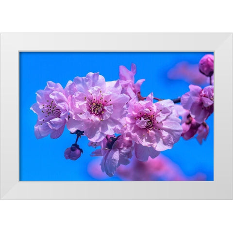 Pink peach flowering fruit tree-Bellevue-Washington State White Modern Wood Framed Art Print by Perry, William