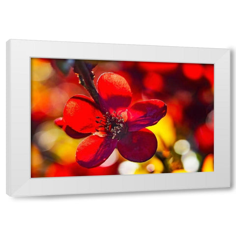 Maroon Atsuya Hamada Quince flowering-Bellevue-Washington State White Modern Wood Framed Art Print by Perry, William