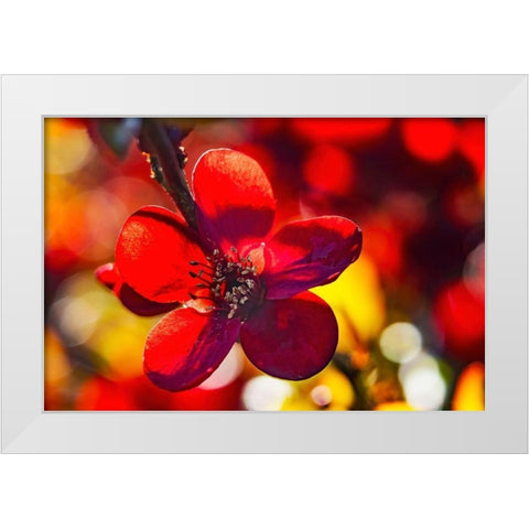 Maroon Atsuya Hamada Quince flowering-Bellevue-Washington State White Modern Wood Framed Art Print by Perry, William