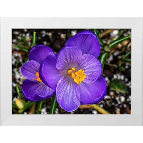 Crocus blooming-Bellevue-Washington State First flower of spring White Modern Wood Framed Art Print by Perry, William