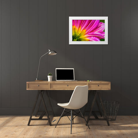 Pink purple dahlia petals blooming macro-Dahlia named Brushstrokes White Modern Wood Framed Art Print by Perry, William
