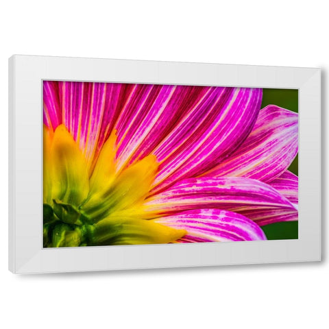 Pink purple dahlia petals blooming macro-Dahlia named Brushstrokes White Modern Wood Framed Art Print by Perry, William