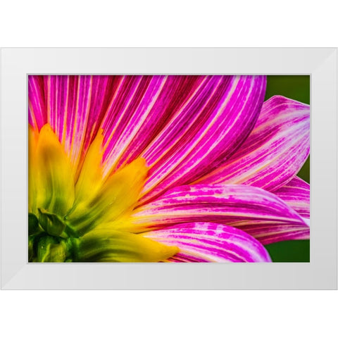 Pink purple dahlia petals blooming macro-Dahlia named Brushstrokes White Modern Wood Framed Art Print by Perry, William