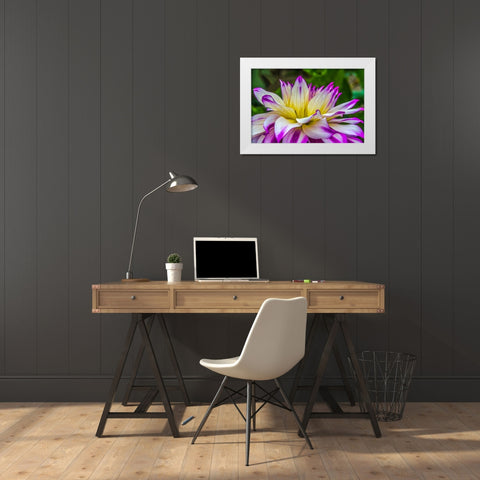 Blue purple white Dinnerplate AA dahlia blooming-Dahlia named Ferncliff Illusion White Modern Wood Framed Art Print by Perry, William