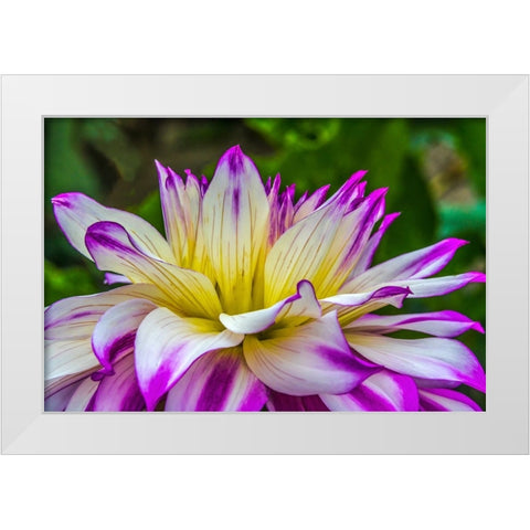 Blue purple white Dinnerplate AA dahlia blooming-Dahlia named Ferncliff Illusion White Modern Wood Framed Art Print by Perry, William
