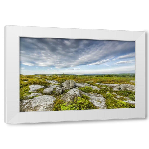 WV, Landscape in Dolly Sods Wilderness Area White Modern Wood Framed Art Print by OBrien, Jay