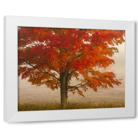 West Virginia, Canaan Valley SP Tree in autumn White Modern Wood Framed Art Print by OBrien, Jay
