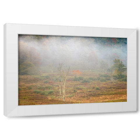 USA-West Virginia-Davis Foggy forest in fall colors White Modern Wood Framed Art Print by Jaynes Gallery