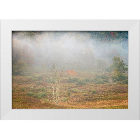 USA-West Virginia-Davis Foggy forest in fall colors White Modern Wood Framed Art Print by Jaynes Gallery