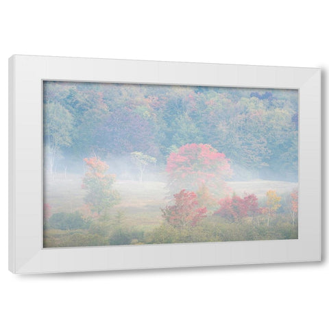 USA-West Virginia-Davis Foggy forest in fall colors White Modern Wood Framed Art Print by Jaynes Gallery