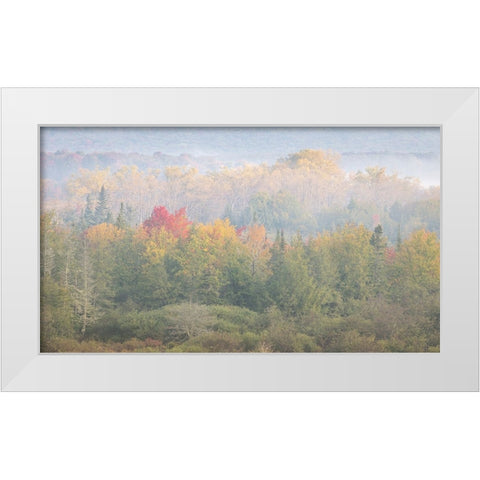 USA-West Virginia-Davis Foggy forest in fall colors White Modern Wood Framed Art Print by Jaynes Gallery