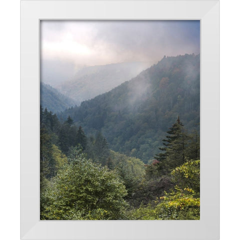 USA-West Virginia-Davis Forested mountain landscape in fog White Modern Wood Framed Art Print by Jaynes Gallery