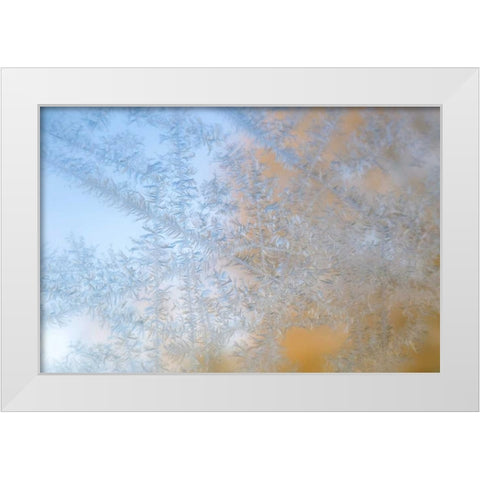 Wisconsin, Madison Frost patterns on glass White Modern Wood Framed Art Print by Grall, Don