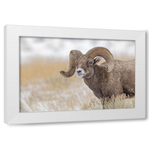 Bighorn sheep in winter Grand Teton National Park-Wyoming White Modern Wood Framed Art Print by Jones, Adam