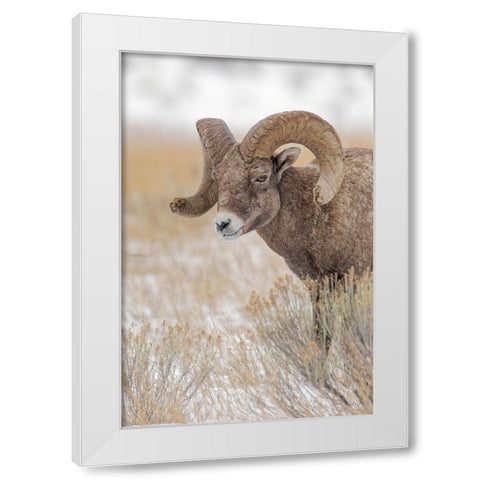 Bighorn sheep in winter Grand Teton National Park-Wyoming White Modern Wood Framed Art Print by Jones, Adam