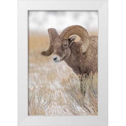 Bighorn sheep in winter Grand Teton National Park-Wyoming White Modern Wood Framed Art Print by Jones, Adam