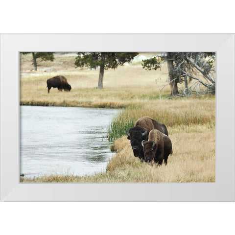 American Bison along Nez Perce River in autumn-Yellowstone National Park-Nez Perce River-Wyoming White Modern Wood Framed Art Print by Jones, Adam