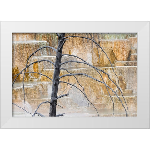 Dead tree and colorful terrace-Canary Spring-Mammoth Hot Springs-Yellowstone National Park-Wyoming White Modern Wood Framed Art Print by Jones, Adam