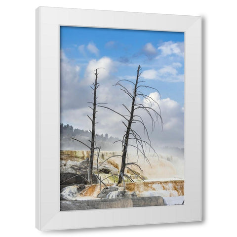 Black tree trunks and colorful terrace-Mammoth Hot Springs-Yellowstone National Park-Wyoming White Modern Wood Framed Art Print by Jones, Adam