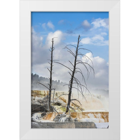 Black tree trunks and colorful terrace-Mammoth Hot Springs-Yellowstone National Park-Wyoming White Modern Wood Framed Art Print by Jones, Adam