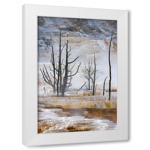 Black tree trunks and terrace-Mammoth Hot Springs-Yellowstone National Park-Wyoming White Modern Wood Framed Art Print by Jones, Adam