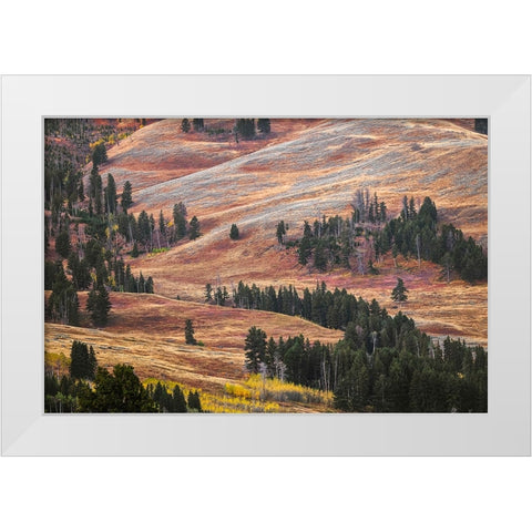Rolling hills in colorful autumn display-Lamar Valley-Yellowstone National Park-Wyoming White Modern Wood Framed Art Print by Jones, Adam