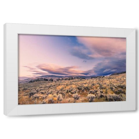 Mountain big sagebrush at sunrise-Lamar Valley-Yellowstone National Park-Wyoming White Modern Wood Framed Art Print by Jones, Adam
