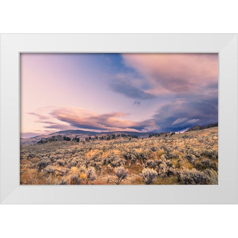 Mountain big sagebrush at sunrise-Lamar Valley-Yellowstone National Park-Wyoming White Modern Wood Framed Art Print by Jones, Adam