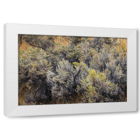 Mountain big sagebrush-Yellowstone National Park-Wyoming White Modern Wood Framed Art Print by Jones, Adam