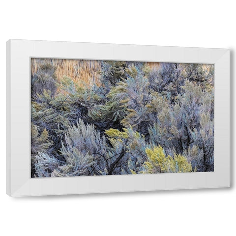 Mountain big sagebrush-Yellowstone National Park-Wyoming White Modern Wood Framed Art Print by Jones, Adam