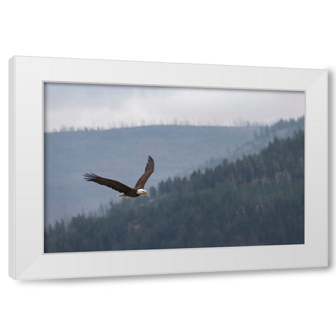 Bald eagle-flying-Yellowstone National Park-Wyoming White Modern Wood Framed Art Print by Jones, Adam