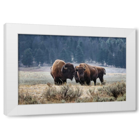 American Bison Yellowstone National Park-Wyoming White Modern Wood Framed Art Print by Jones, Adam